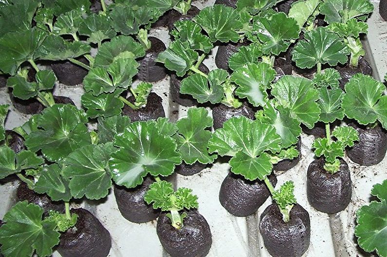 Pelargonium - Transplantation et reproduction
