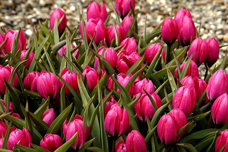 Fleurs vivaces pour le jardin et l'été - Tulipes
