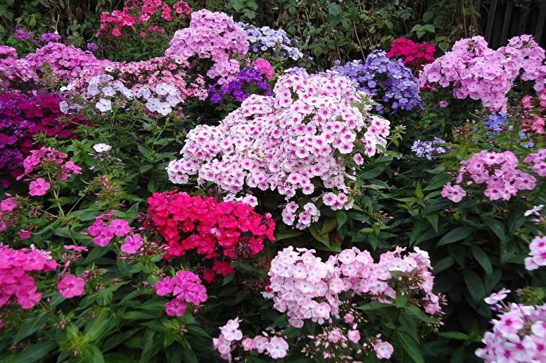Fleurs vivaces pour le jardin et l'été - Phlox