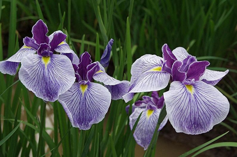 Fleurs vivaces pour le jardin et l'été - Iris