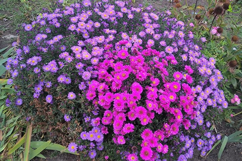 Fleurs vivaces pour le jardin et l'été - Astra Bush