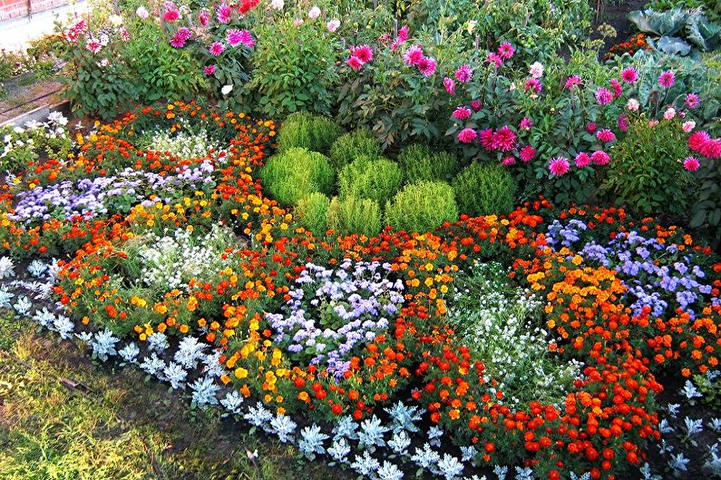 Fleurs vivaces pour le jardin et le jardin - photo